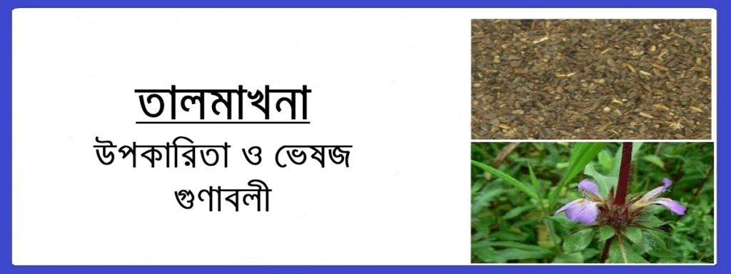 তালমাখনা